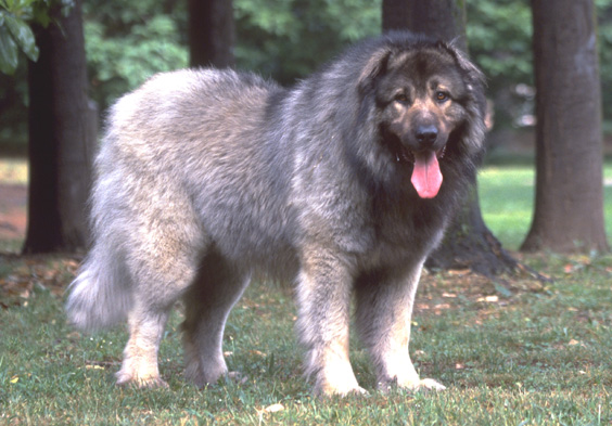 The Caucasian Mountain Dog