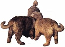 cucciolotti