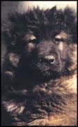Cucciolotto