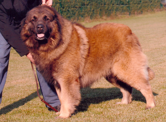 The Caucasian Mountain Dog