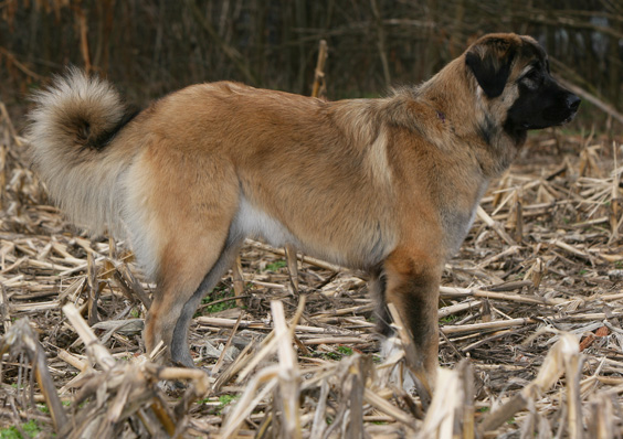 The Caucasian Mountain Dog