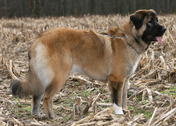 Cane da Pastore del Caucaso